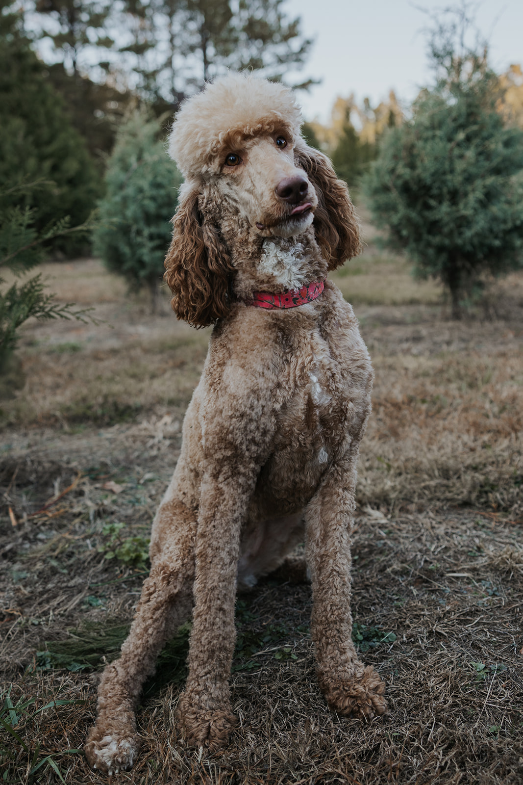 Beautiful poodle sits majestically during his families Christmas tree farm family photos 