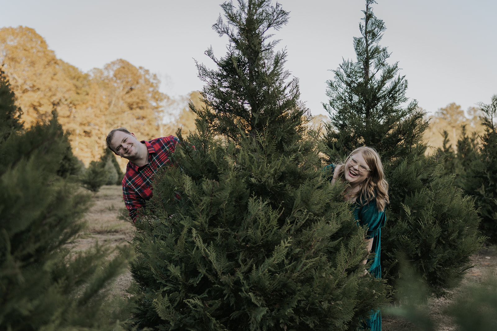 Beautiful couple pose on both sides of a Christmas tree during their Christmas tree farm family photos