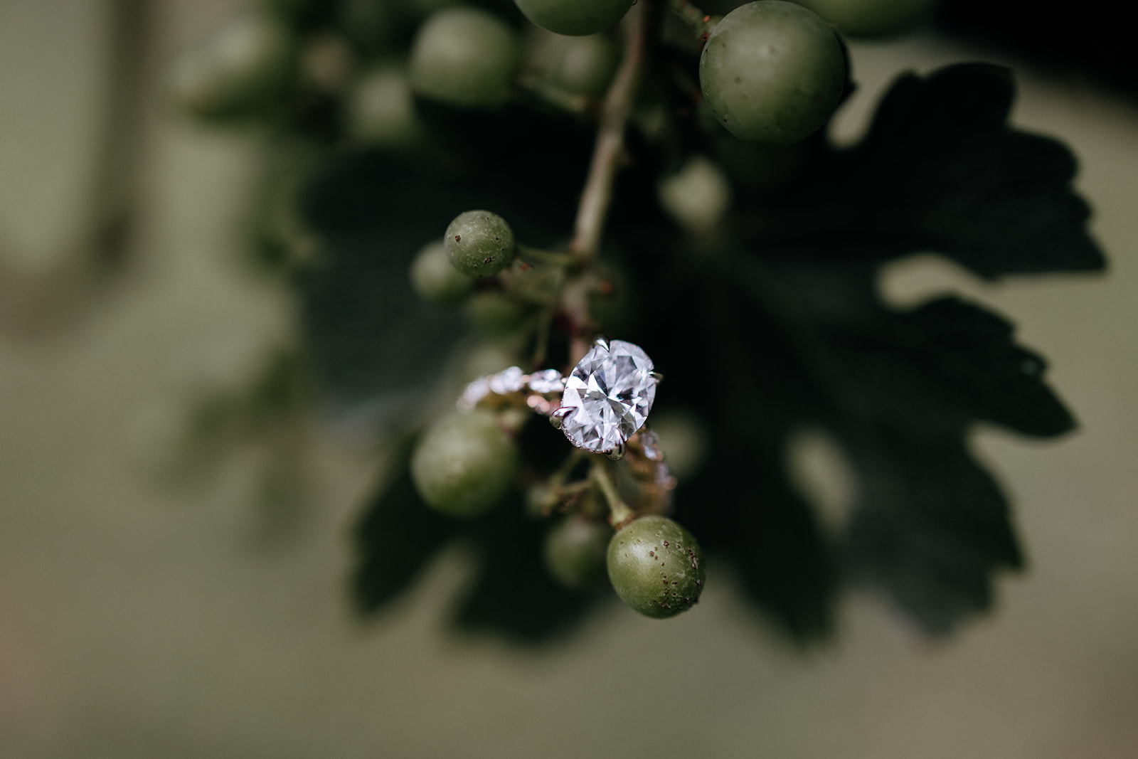 beautiful engagement ring hangs on the edge of a olive tree