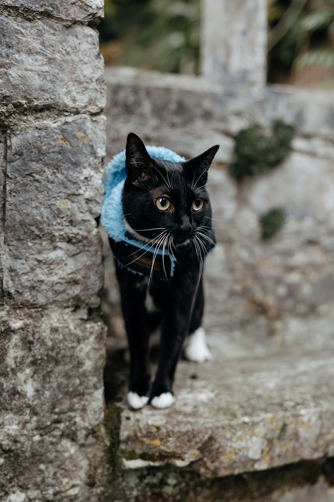 Addy the adventure cat poses for a photo on the castle grounds