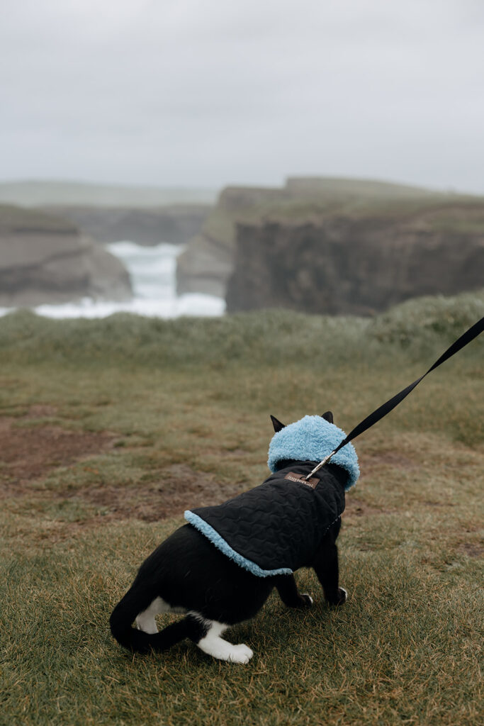 Addy adventures on the Kilkee cliffs
