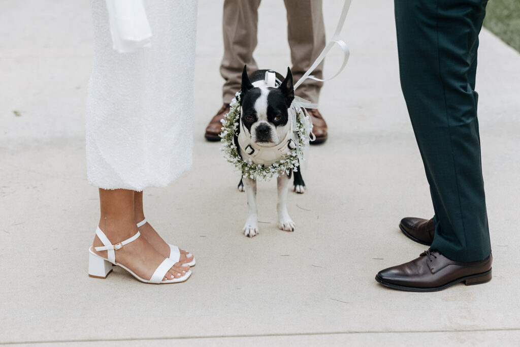 doggo watches on as her mom and dad get eloped outside the state capitol