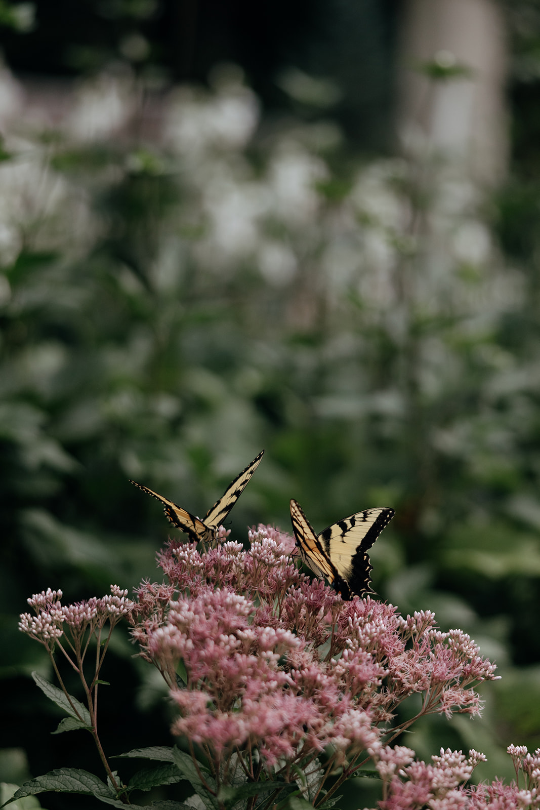beautiful butterflies sit on a flower